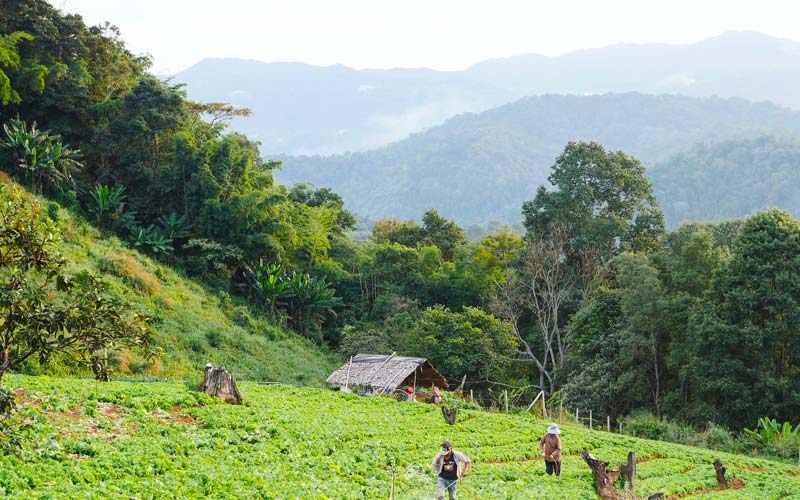 Le classement en zone agricole du plan local d’urbanisme